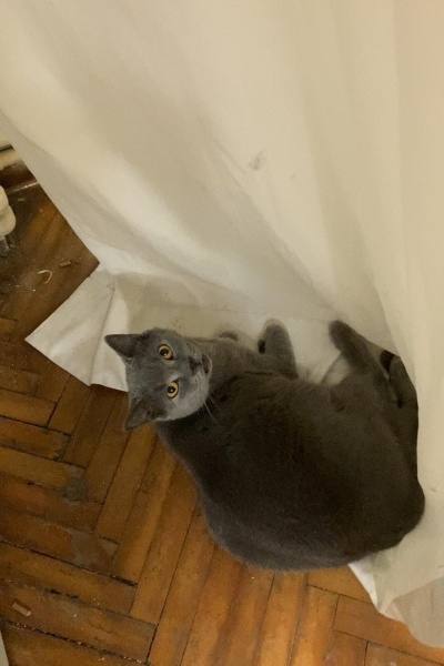 British Shorthair, Kedi  Goya fotoğrafı