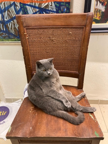 British Shorthair, Kedi  Goya fotoğrafı