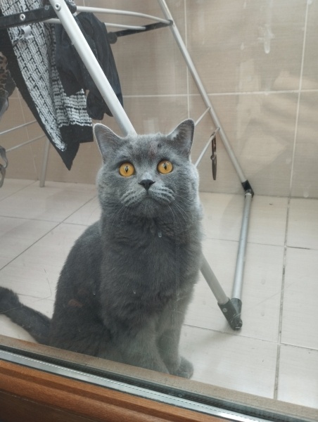 British Shorthair, Kedi  Duman fotoğrafı