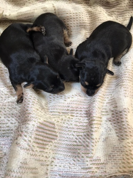 Minyatür Pinscher, Köpek  Pincher yavru fotoğrafı