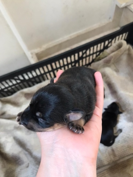 Minyatür Pinscher, Köpek  Pincher yavru fotoğrafı