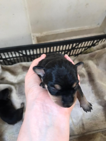 Minyatür Pinscher, Köpek  Pincher yavru fotoğrafı
