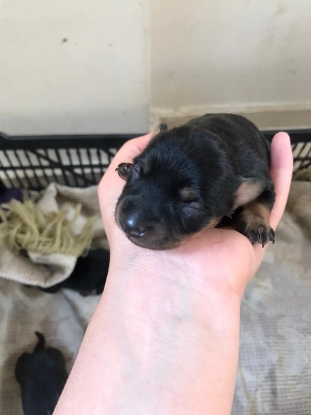Minyatür Pinscher, Köpek  Pincher yavru fotoğrafı