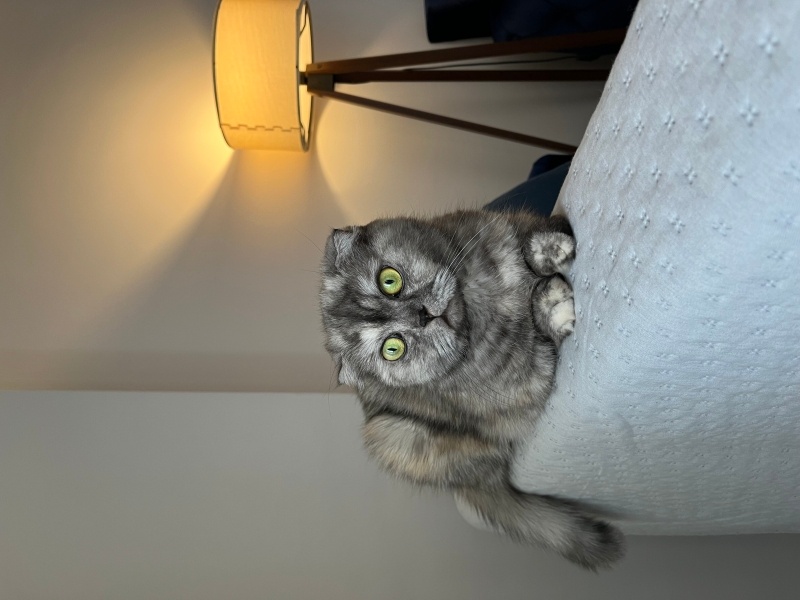 Scottish Fold, Kedi  Şoker fotoğrafı