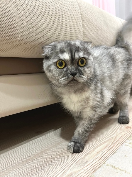 Scottish Fold, Kedi  Şoker fotoğrafı