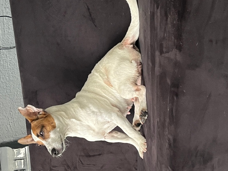 Jack Russell Terrier, Köpek  Lori fotoğrafı