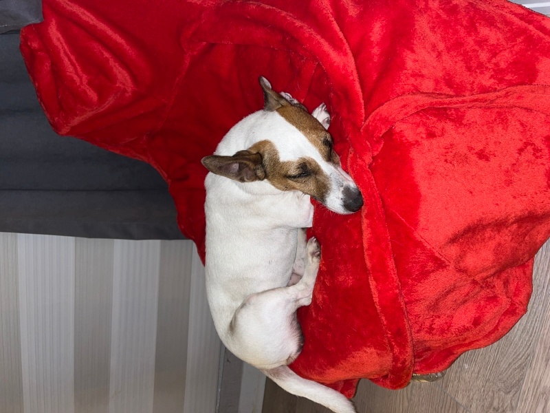 Jack Russell Terrier, Köpek  Lori fotoğrafı