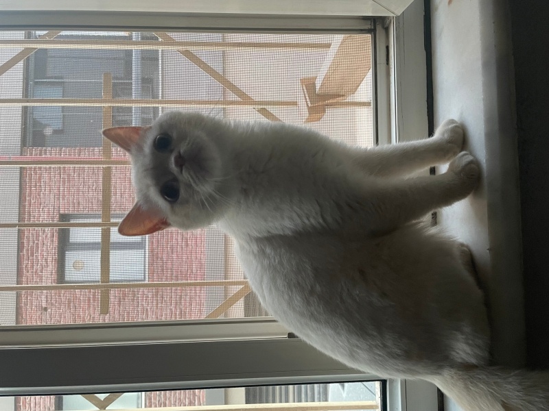 İran Kedisi (Persian), Kedi  Cano fotoğrafı
