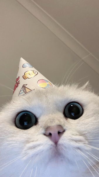 British Shorthair, Kedi  Panki fotoğrafı
