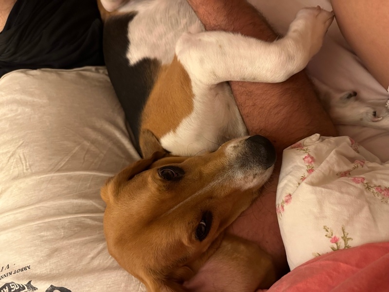 Beagle, Köpek  Badem fotoğrafı