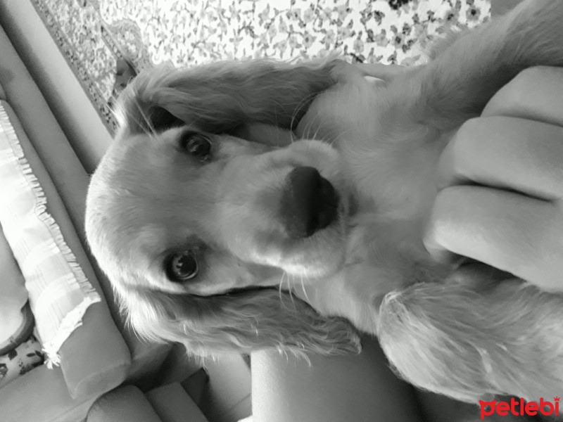 İngiliz Cocker Spaniel, Köpek  Casper fotoğrafı