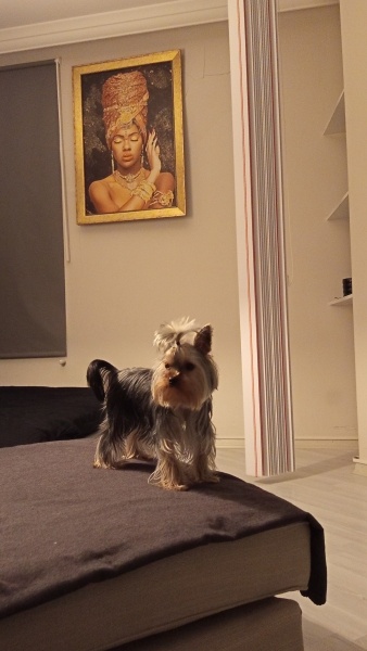 Yorkshire Terrier, Köpek  Jojo fotoğrafı