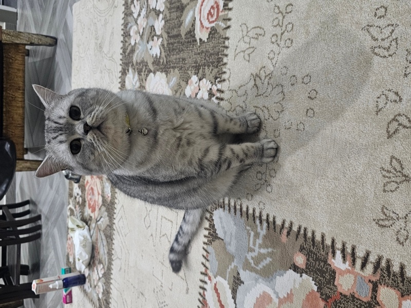 British Shorthair, Kedi  Muhtar fotoğrafı