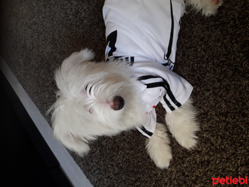 West Highland White Terrier, Köpek  Turşu fotoğrafı