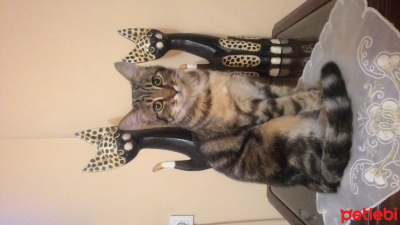 Tekir Kedi, Kedi  Pufi fotoğrafı