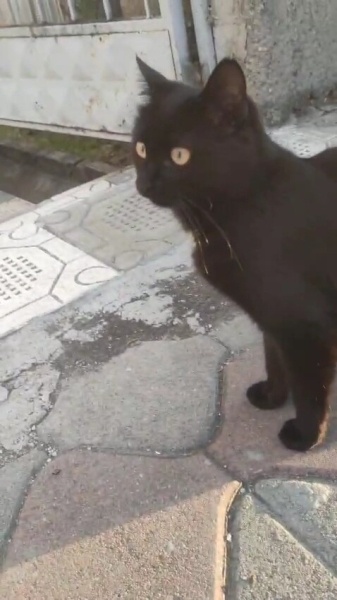 Tekir Kedi, Kedi  Karam fotoğrafı
