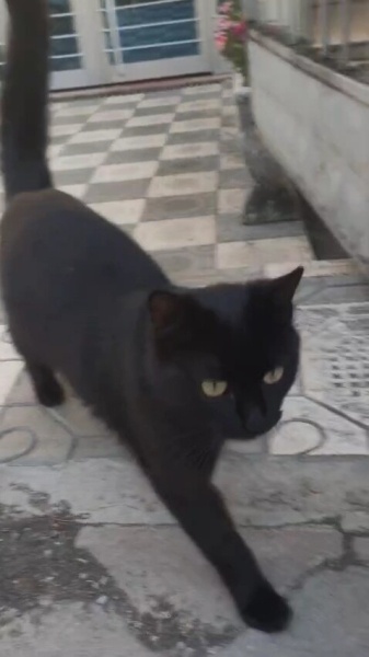 Tekir Kedi, Kedi  Karam fotoğrafı