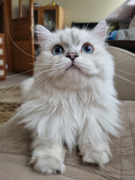 British Longhair, Kedi  Luna fotoğrafı
