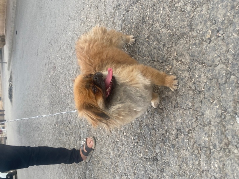 Pekingese, Köpek  Rıfkı fotoğrafı