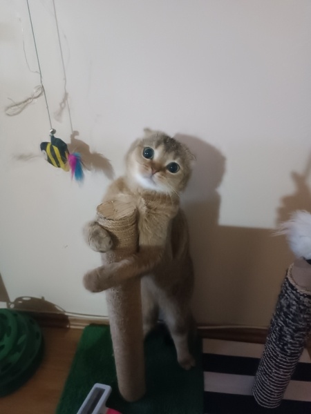 Scottish Fold, Kedi  Paşa fotoğrafı