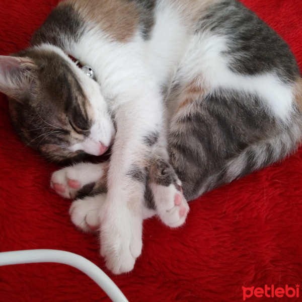 Tekir Kedi, Kedi  Mişa fotoğrafı