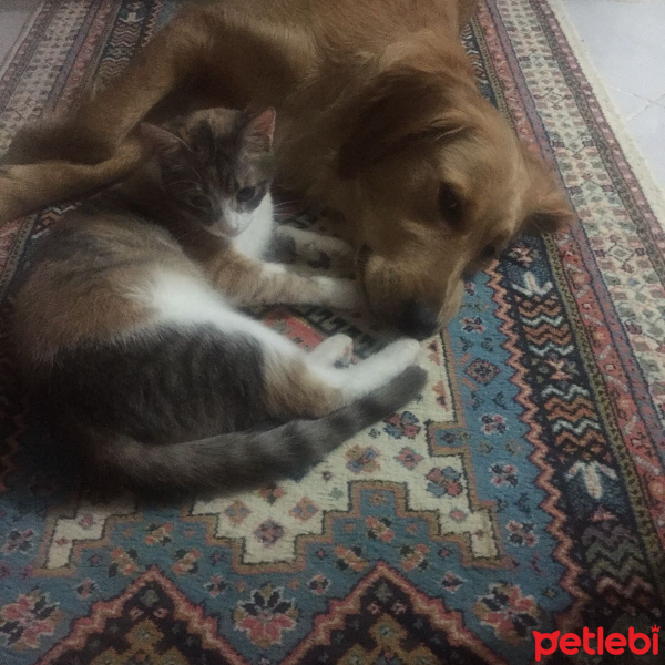 Tekir Kedi, Kedi  Mişa fotoğrafı