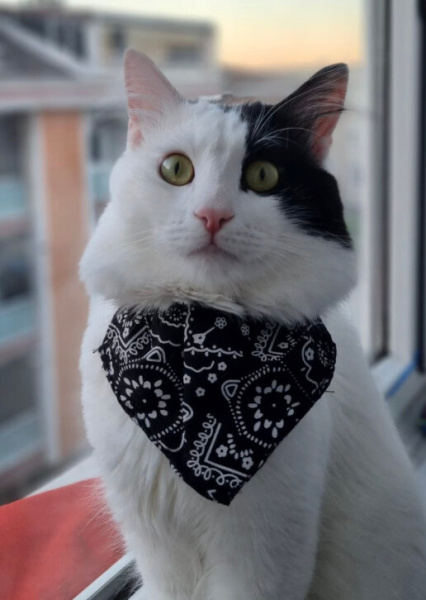 Tuxedo (Smokin) Kedi, Kedi  Felix fotoğrafı