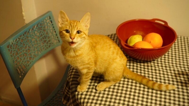 Sarman, Kedi  Fibi fotoğrafı