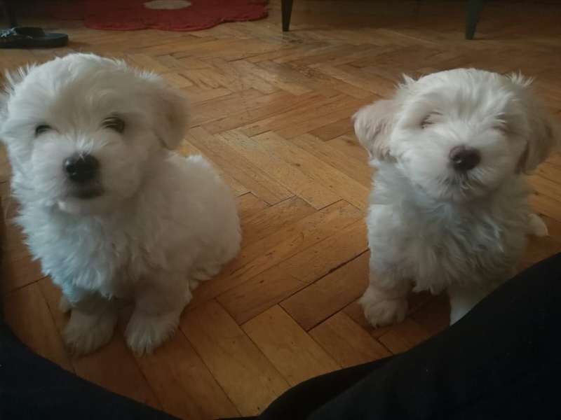 Maltese, Köpek  4 Tane birbirinden tatlı ve oyuncu maltese yavrusu fotoğrafı