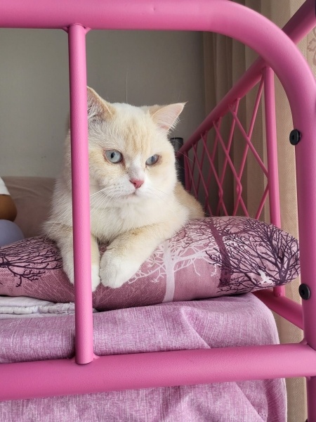 British Shorthair, Kedi  Turşu fotoğrafı