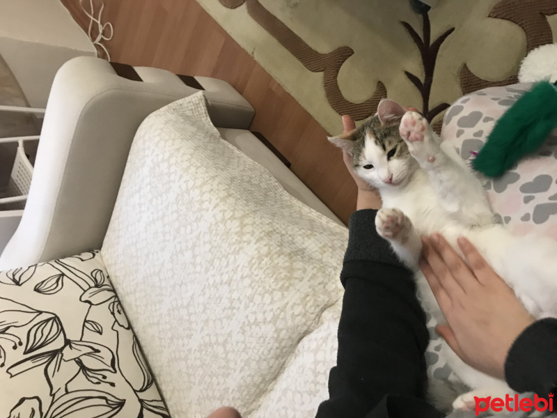 Tekir Kedi, Kedi  Şaşkın fotoğrafı