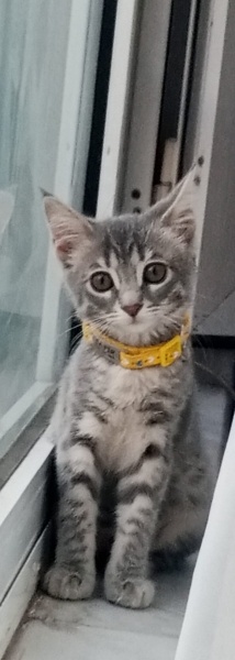 Tekir Kedi, Kedi  Safir fotoğrafı