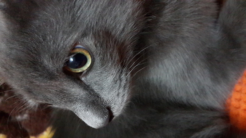 Nebelung, Kedi  Duman fotoğrafı