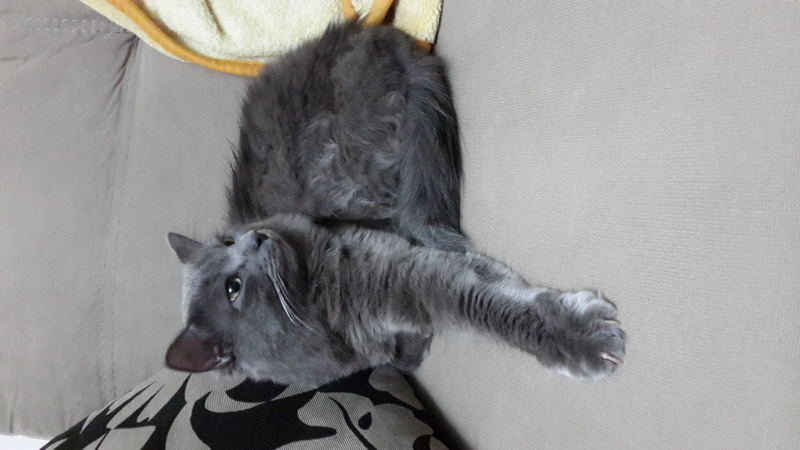 Nebelung, Kedi  Duman fotoğrafı