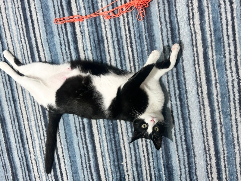 Tekir Kedi, Kedi  Gazoz fotoğrafı