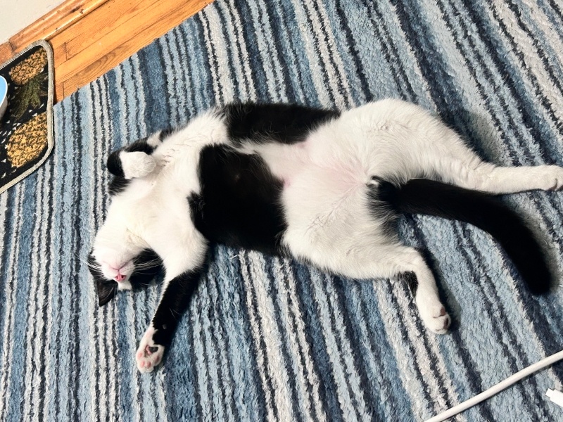 Tekir Kedi, Kedi  Gazoz fotoğrafı