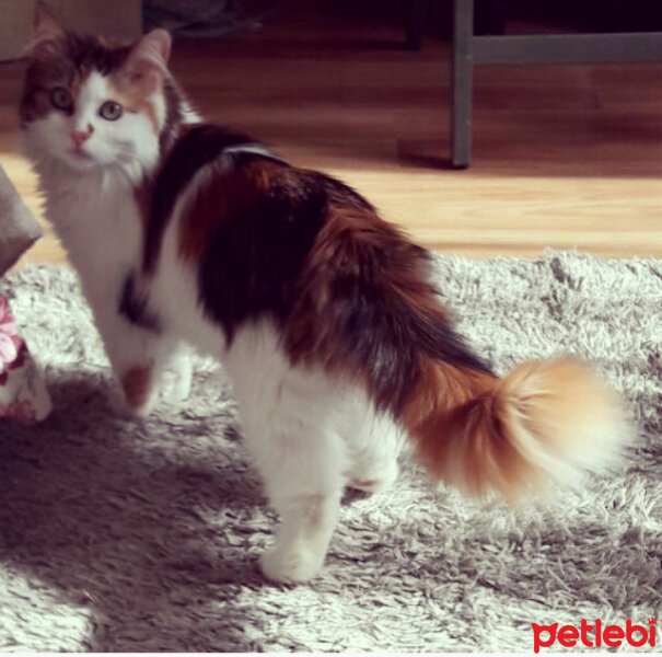 American Wirehair, Kedi  kuyruk fotoğrafı