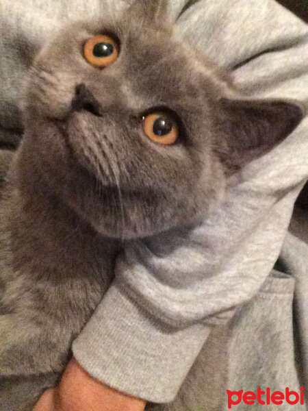 British Shorthair, Kedi  Poyraz fotoğrafı