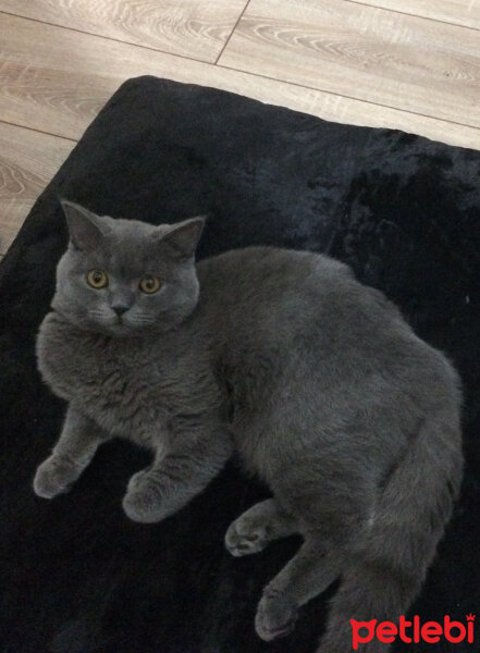 British Shorthair, Kedi  Poyraz fotoğrafı