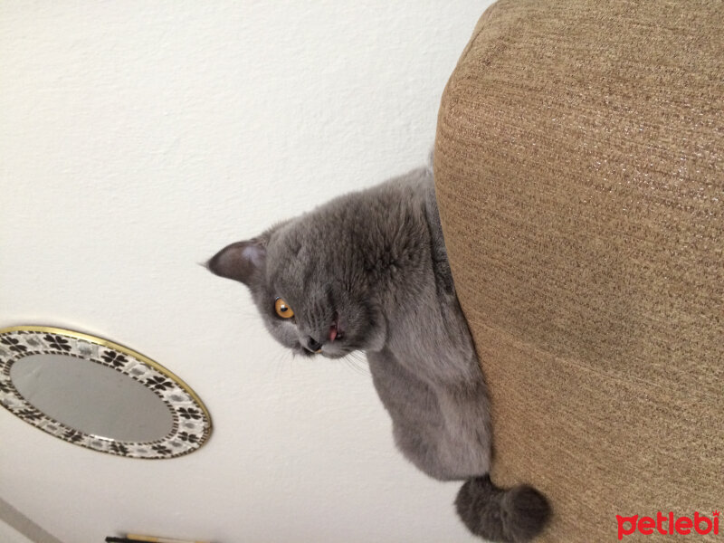 British Shorthair, Kedi  Poyraz fotoğrafı