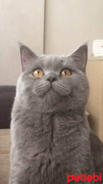 British Shorthair, Kedi  Poyraz fotoğrafı