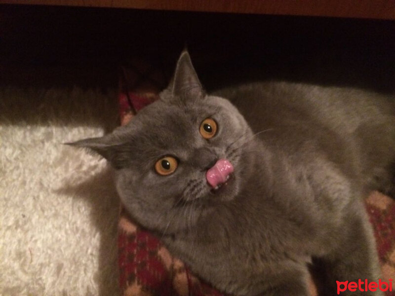 British Shorthair, Kedi  Poyraz fotoğrafı