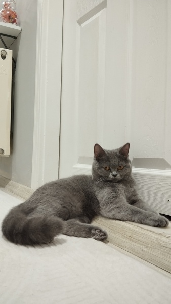 British Shorthair, Kedi  Püskül fotoğrafı