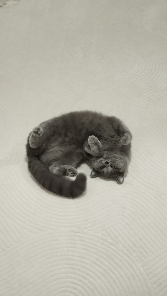 British Shorthair, Kedi  Püskül fotoğrafı