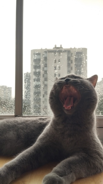 British Shorthair, Kedi  Püskül fotoğrafı