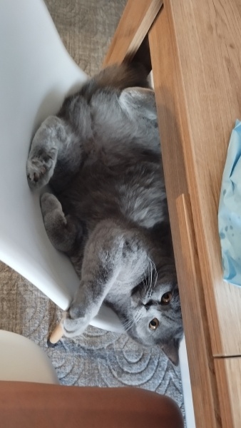 British Shorthair, Kedi  Püskül fotoğrafı