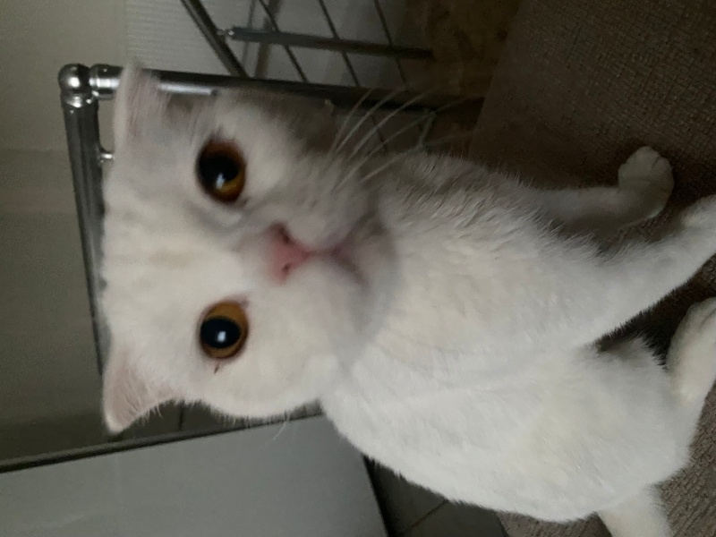 Scottish Fold, Kedi  Bal fotoğrafı