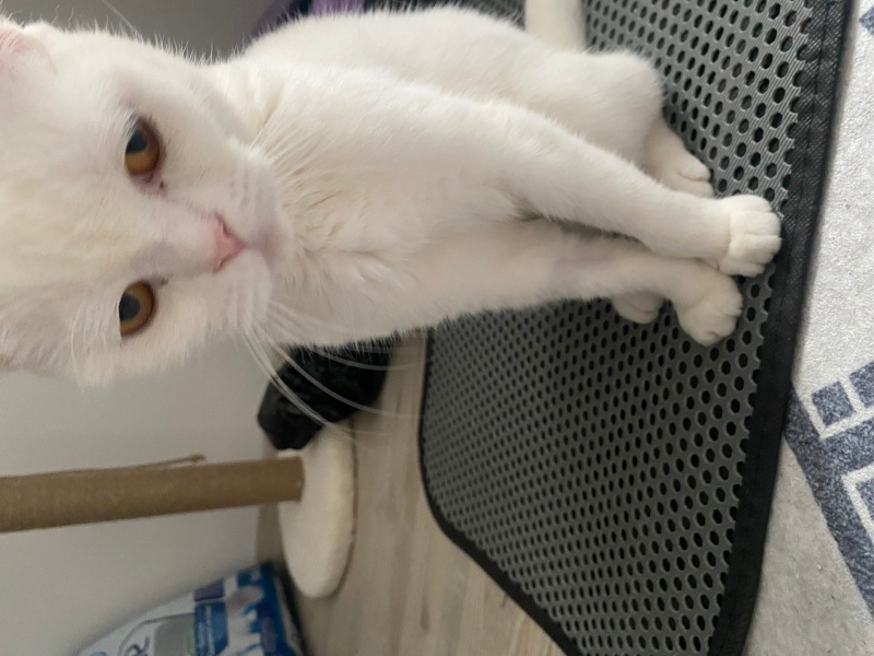 Scottish Fold, Kedi  Bal fotoğrafı