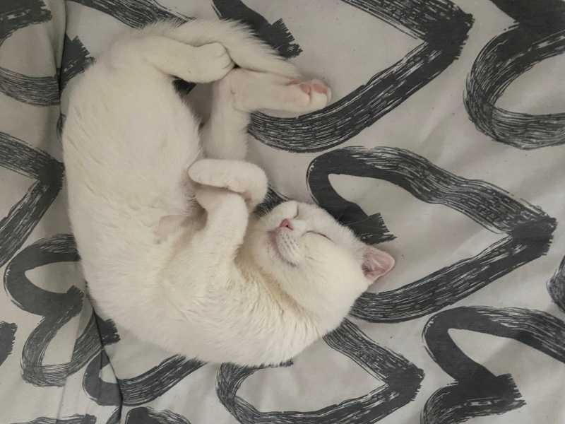 Scottish Fold, Kedi  Bal fotoğrafı