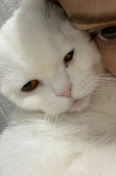 Scottish Fold, Kedi  Bal fotoğrafı